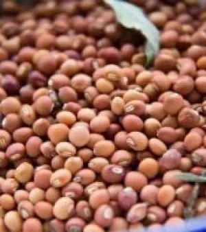 Pigeon Pea Seeds