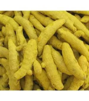 Turmeric Finger, common name : Raw Turmeric 