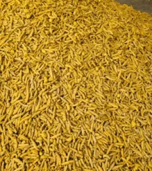 Sangli Turmeric Finger