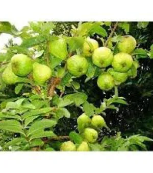 Guava Plant