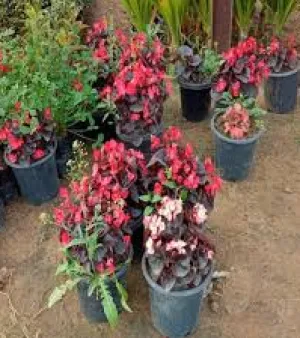 Begonia Plant