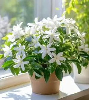 Jasmine Plant