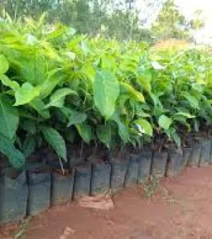  Mahogany Plants