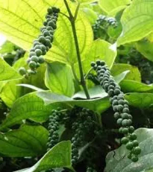 Black Pepper Plant