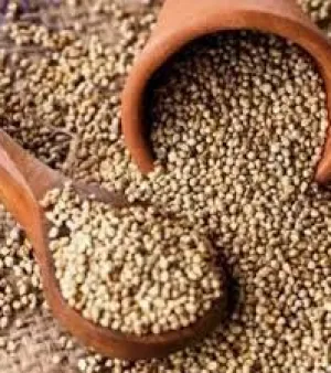 Bajra Seeds