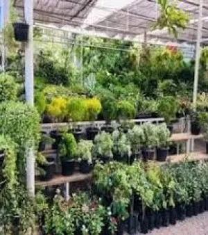 Nursery Plant
