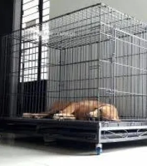 Dog Cage