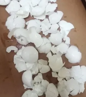 Egg shell powder 