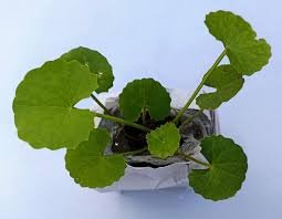 Natural Thankuni Herb