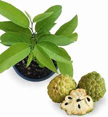 Custard Apple Plant