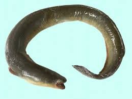 Eel Fish