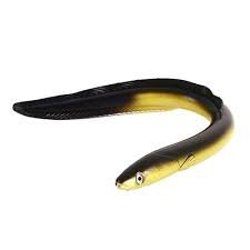 Eel Fish