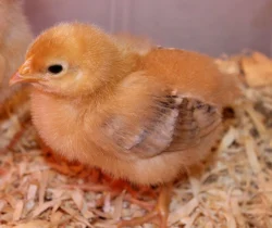 Brown Vanaraja Chicks