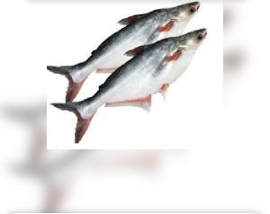 Pangasius Fish