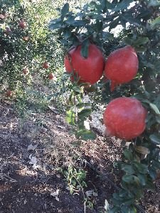 Fresh Pomegranates