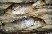 Frozen White Snapper Fish