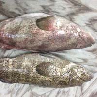 Grouper Fish