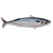 Mackerel Fish