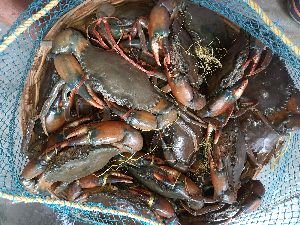 Mud Crab