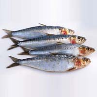 Sardine Fish