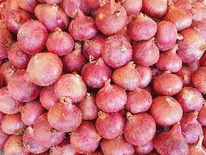 Fresh Garva Onion, Pack type : Loose, Application : Cooking