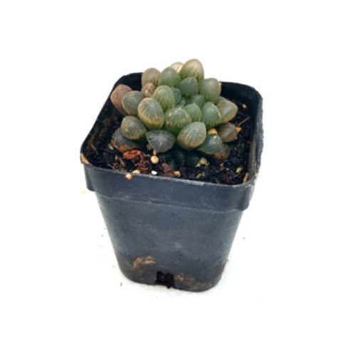 Starfish Flower Carrion Plant