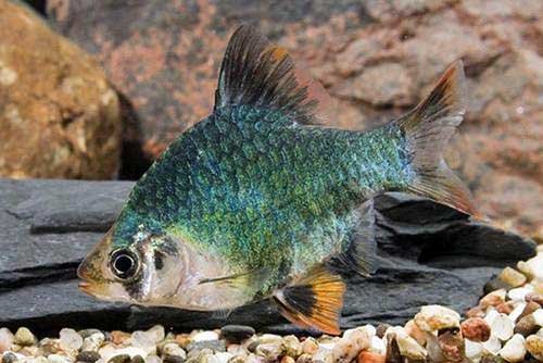 Tiger Barb Fish