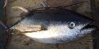 Yellow Fin Tuna