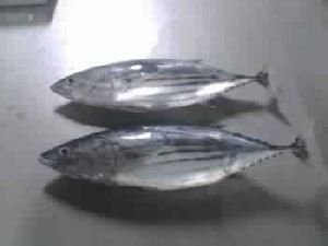 Yellow Fin Tuna Fish